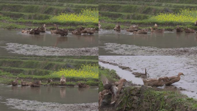 C湖南花恒县野鸭高清实拍视频