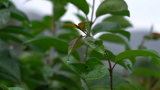 唯美水滴 雨后