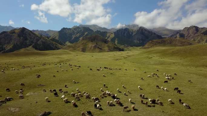 草原羊群 牧场航拍