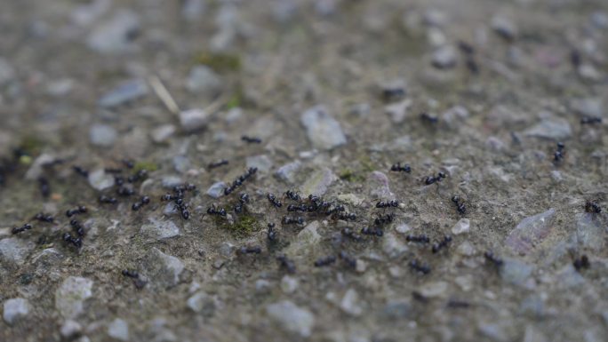 黑蚂蚁 蚂蚁搬家