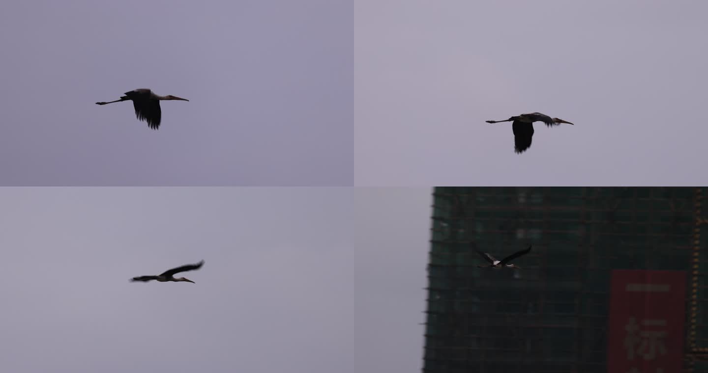 珍稀鸟类彩鹳飞行的慢动作