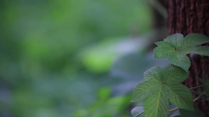 一组农村绿植野草特写镜头，很治愈