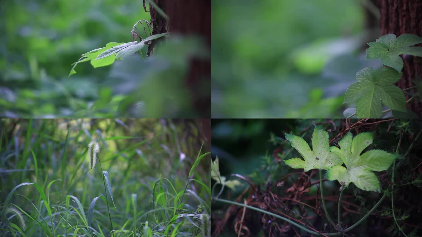 一组农村绿植野草特写镜头，很治愈