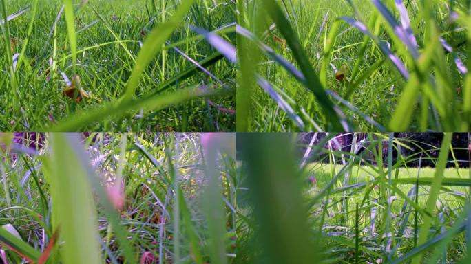户外大自然草丛中穿梭草坪草地风景风光唯美