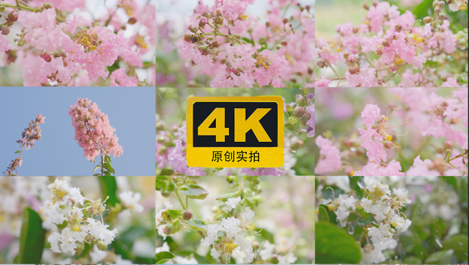 4K紫薇花