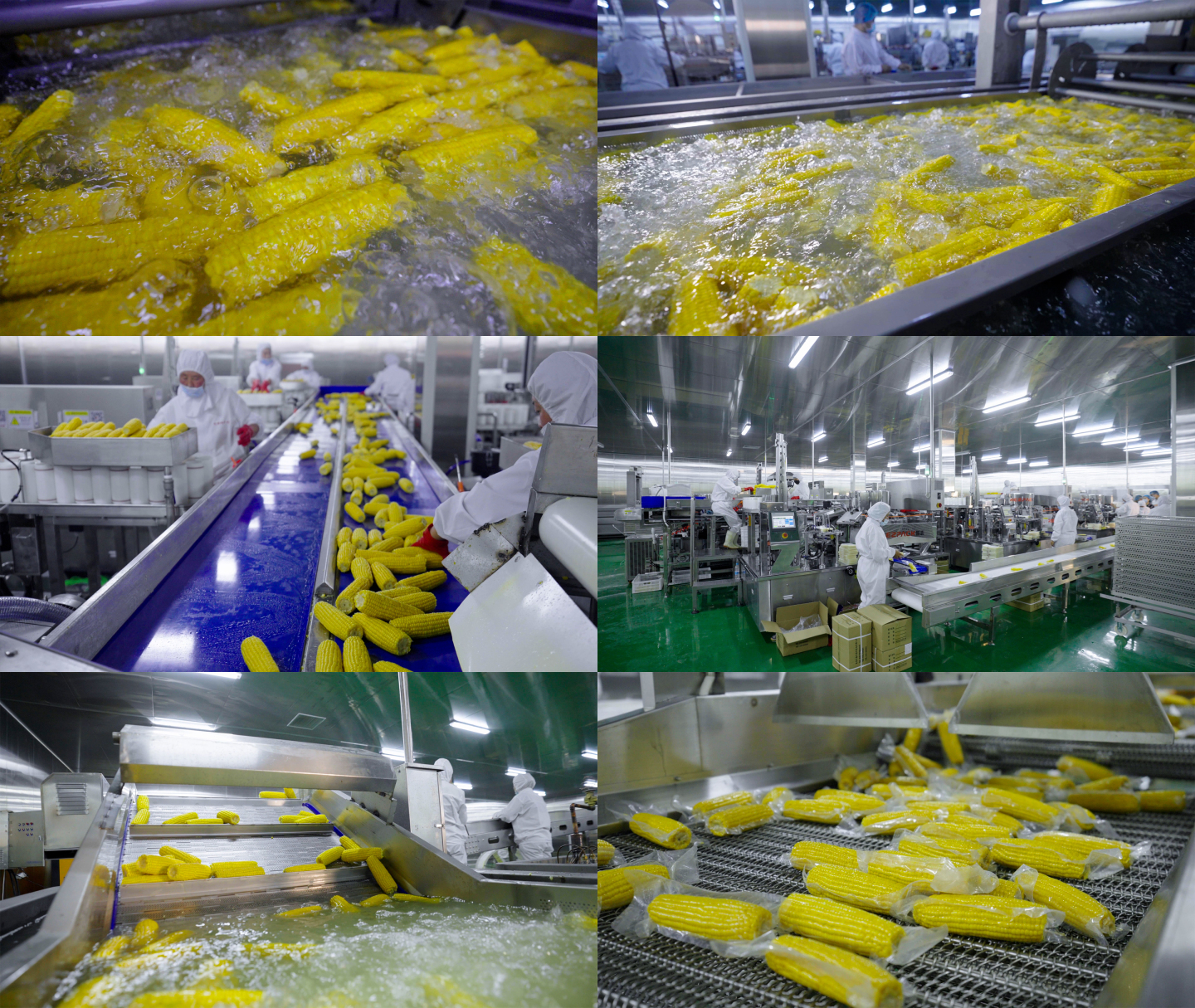 玉米加工厂