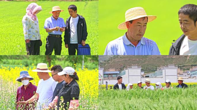 农业技术专家指导农民种植 农业基地