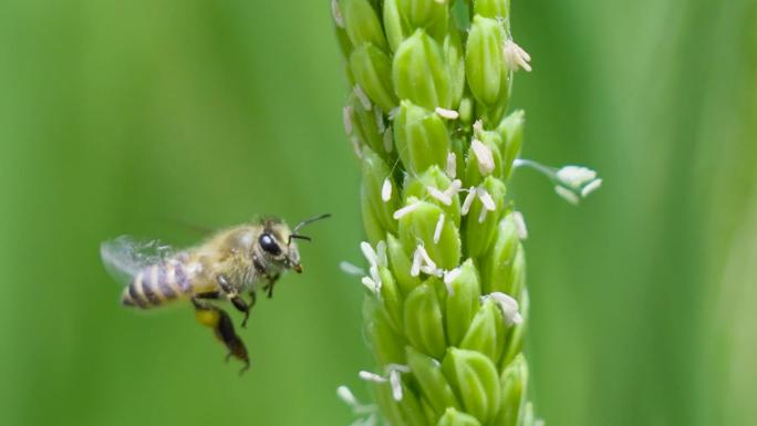 蜜蜂在稻花上采蜜特写