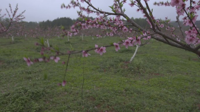 C湖南花恒县桃花落高清实拍