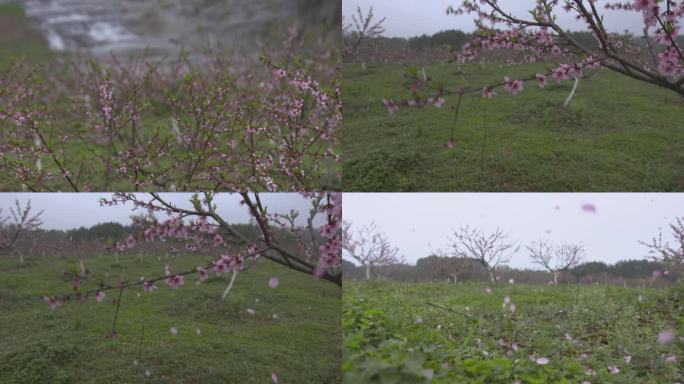 C湖南花恒县桃花落高清实拍