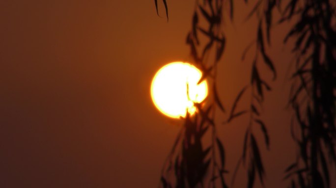 日出太阳特写柳枝柳树旭日东升太阳升起来