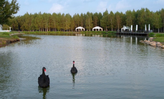 4K黑天鹅水中戏水湖里视频素材