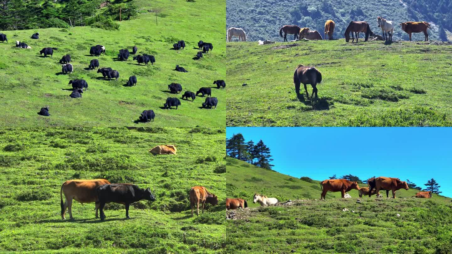 牛儿吃草休息的唯美画面