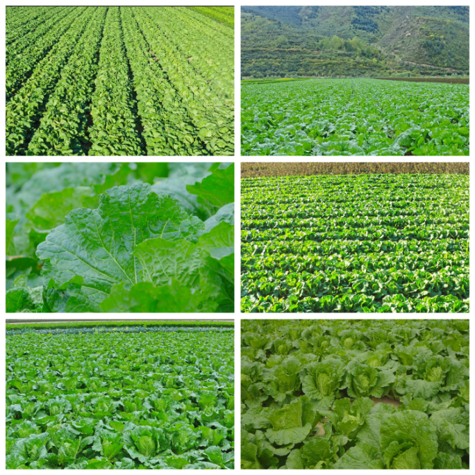 高原夏菜种植基地  白菜特写镜头