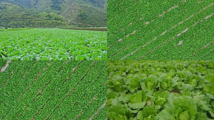 高原夏菜种植基地  白菜特写镜头