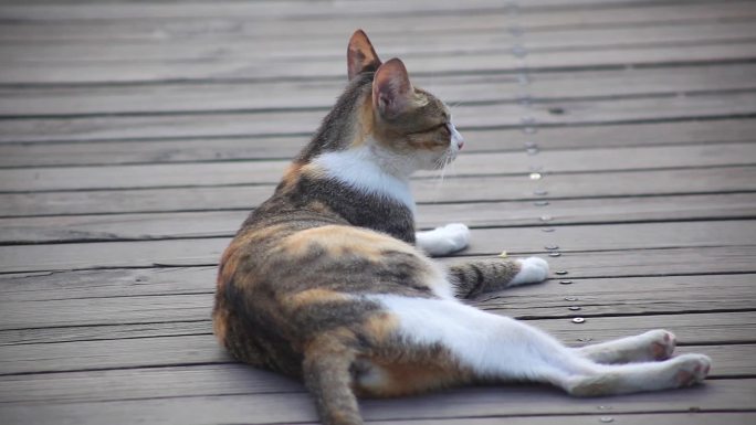 可爱的猫咪躺在木板上