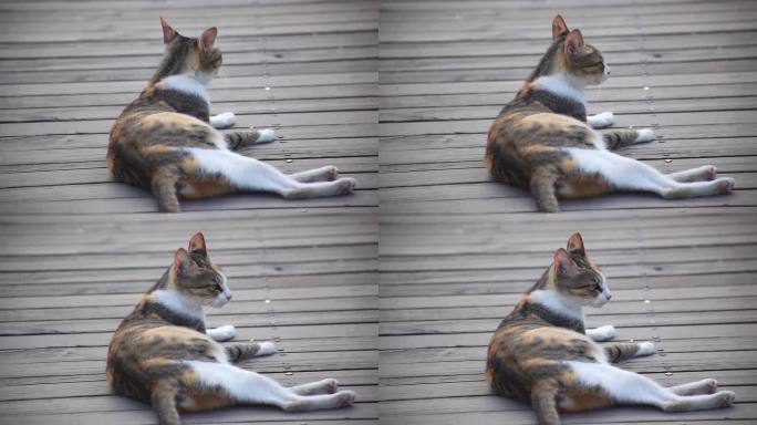 可爱的猫咪躺在木板上