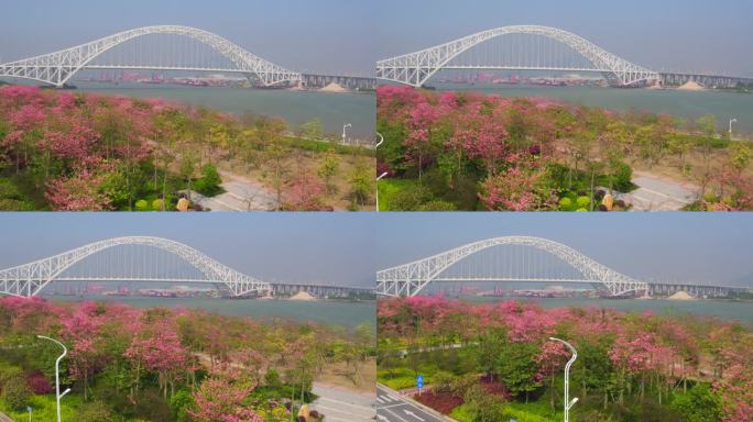 花海长廊带横琴二桥空镜