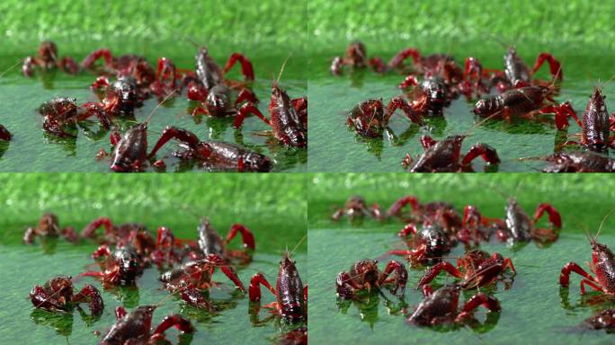 小龙虾爬行