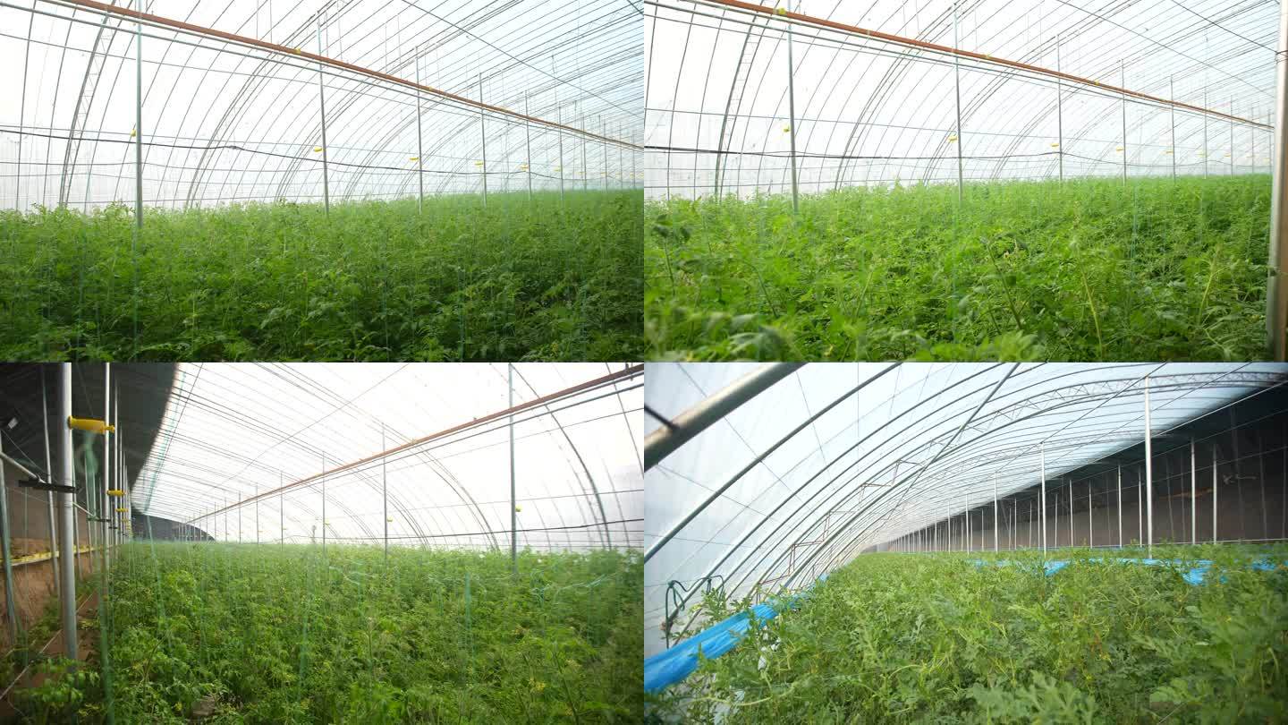 西红柿种植大棚 空镜