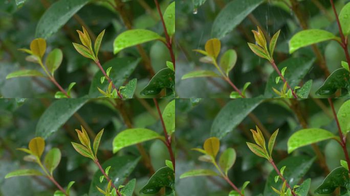 雨后树叶 水珠