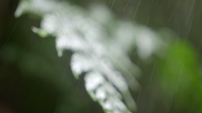 山间 下雨 蕨叶 2