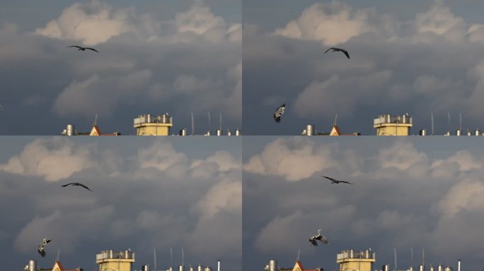 两只苍鹭在天空飞舞的慢动作