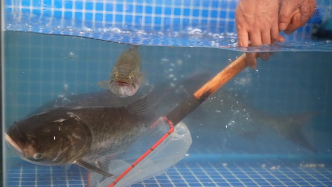 花鲢鱼、大头鱼 鱼 大鱼 南湾湖鱼