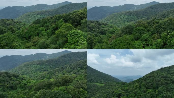 热带森林大山航拍4K素材