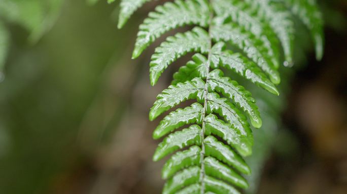 山间 下雨 蕨叶