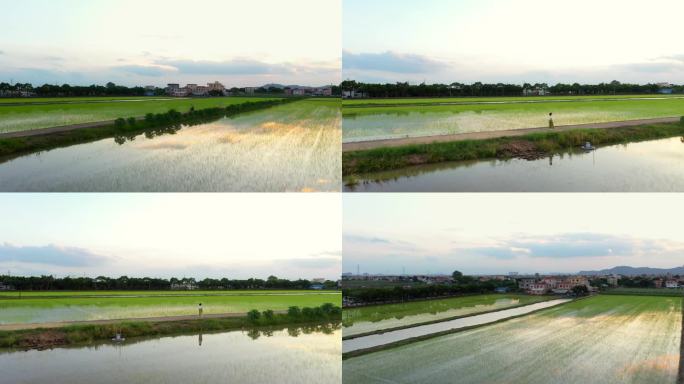 南方农村水稻田