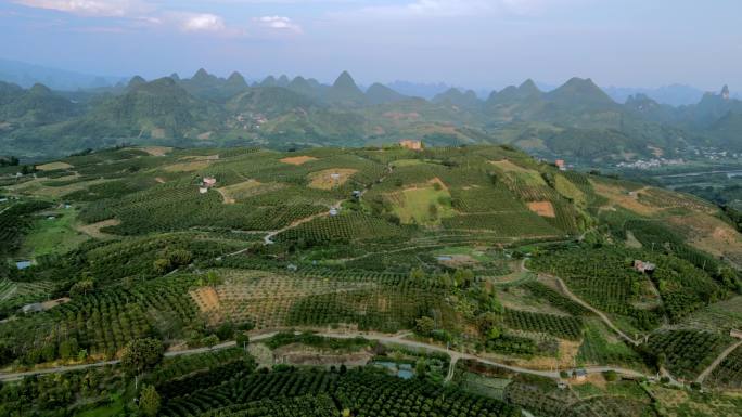 广西桂林农业金桔种植基地