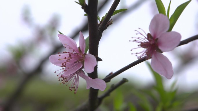 C湖南花恒县桃树高清实拍