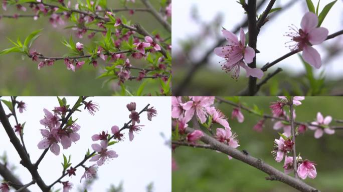 C湖南花恒县桃树高清实拍