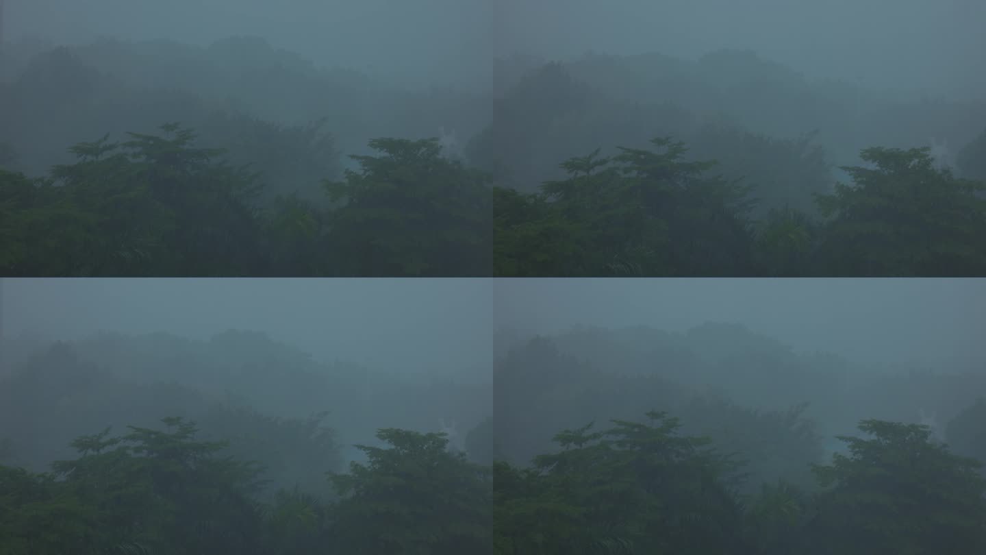 下雨天朦胧感雨雾氛围感森林下雨4K