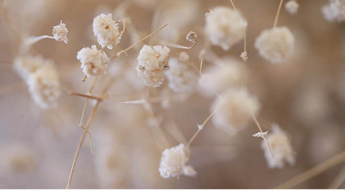 满天星 鲜花 干花