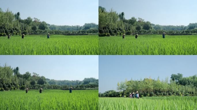 农民拿着农用工具行走在稻田间 农业 农民