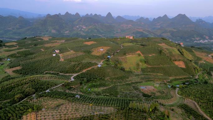 广西桂林农业金桔种植基地