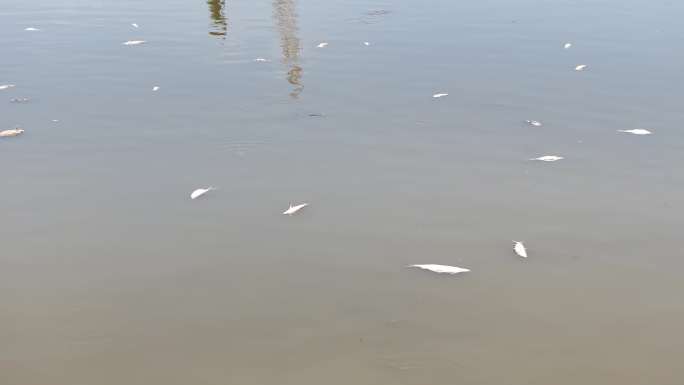 水污染白鹭觅食1