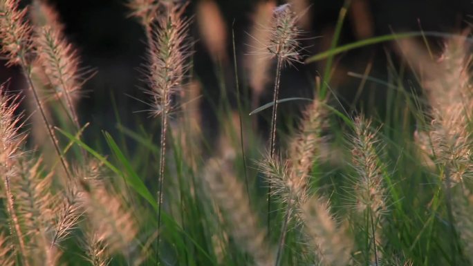 黄昏逆光下的狗尾巴草，轮廓清晰唯美梦幻