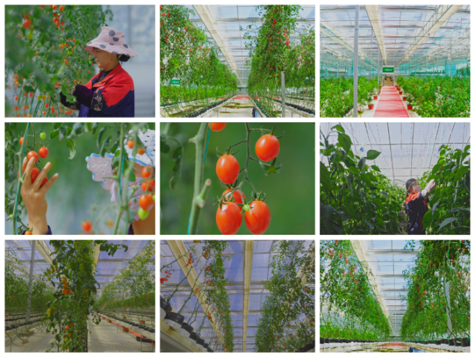 4k温室番茄成长 温室西红柿