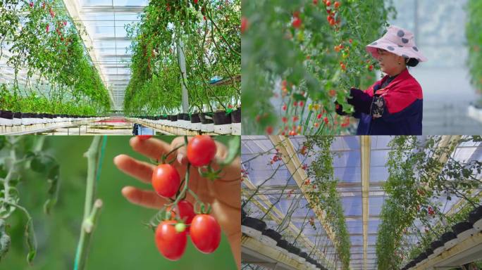 4k温室番茄成长 温室西红柿