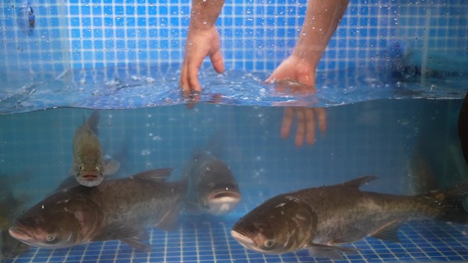 花鲢鱼、大头鱼 鱼 大鱼 南湾湖鱼