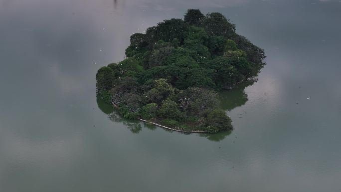 群鸟飞回鸟岛