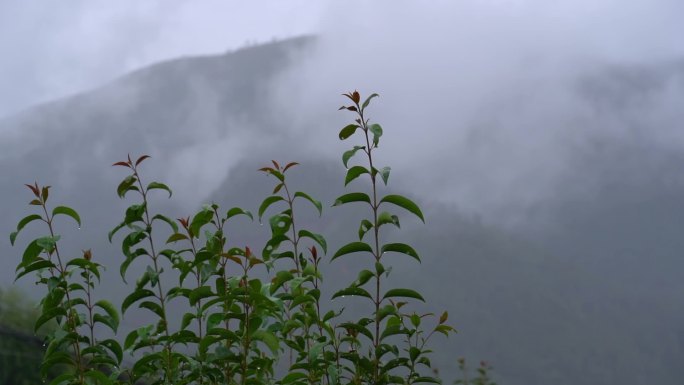 雨后植物  朦胧  意境