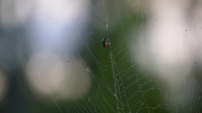 蜘蛛网上有一只昆虫在挣扎，升格慢动作