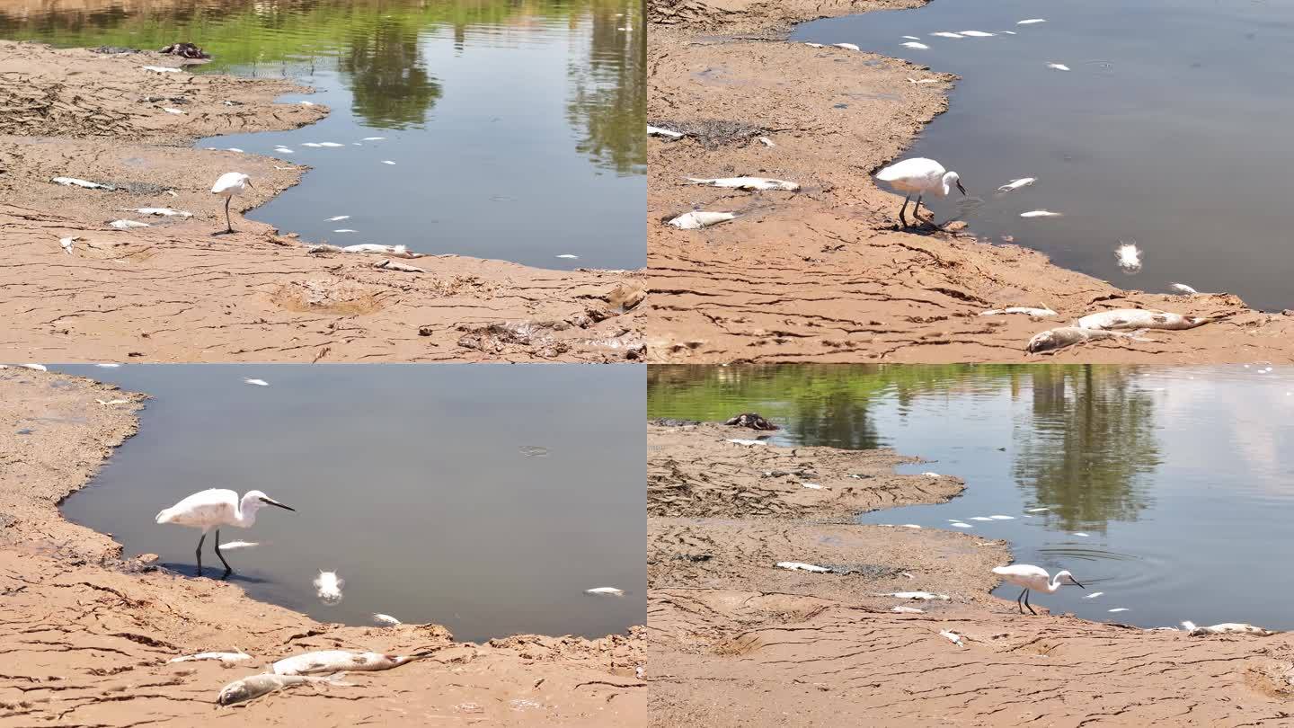 水污染白鹭觅食2