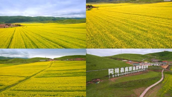 阿坝油菜花田航拍