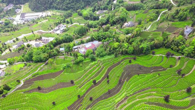 （4K商用合辑）美丽乡村茶园茶山茶叶航拍