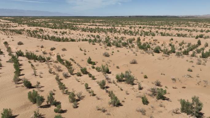 4k航拍沙漠治理沙漠梭梭